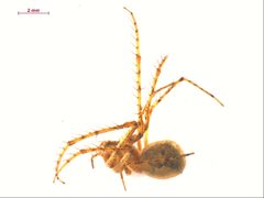 Mimetus hesperus f1 by CBG Photography Group, Centre for Biodiversity Genomics. Used under a CC BY-SA 3.0 license.