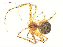 Mimetus hesperus f2 by CBG Photography Group, Centre for Biodiversity Genomics. Used under a CC BY-SA 3.0 license.