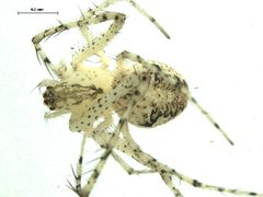 Mimetus notius 1 by Gergin Blagoev, Centre for Biodiversity Genomics. Used under a CC BY-SA 3.0 license.