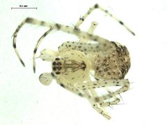Mimetus notius 2 by Gergin Blagoev, Centre for Biodiversity Genomics. Used under a CC BY-SA 3.0 license.