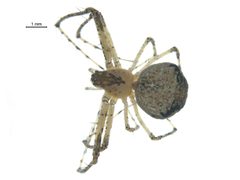 Mimetus notius 3 by Gergin Blagoev, Centre for Biodiversity Genomics. Used under a CC BY-SA 3.0 license.