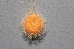Egg Sack of Pirate Spider Mimetus Puritanus by Paul Harrison. Used under a CC BY-SA 4.0 license.