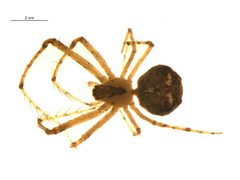 Mimetus puritanus f1 by Gergin Blagoev, Centre for Biodiversity Genomics. Used under a CC BY-SA 3.0 license.