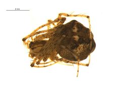 Mimetus puritanus f2 by Gergin Blagoev, Centre for Biodiversity Genomics. Used under a CC BY-SA 3.0 license.