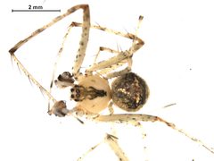 Mimetus puritanus m1 by Gergin Blagoev, Centre for Biodiversity Genomics. Used under a CC0 license.