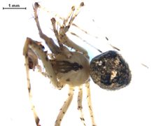 Mimetus puritanus m2 by Gergin Blagoev, Centre for Biodiversity Genomics. Used under a CC0 license.
