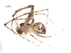 Mimetus puritanus m3 by Gergin Blagoev, Centre for Biodiversity Genomics. Used under a CC0 license.