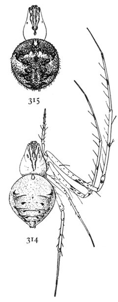 Common Spiders U.S. 314-5 Mimetus syllepsicus by James Henry Emerton (1847 – 1931). Used under a Public domain license.