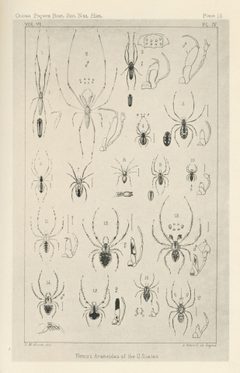 Hentz Plate 15 by Nicholas Marcellus Hentz. Used under a Public domain license.