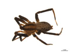 Zora hespera by Gergin Blagoev, Centre for Biodiversity Genomics. Used under a CC BY-SA 3.0 license.