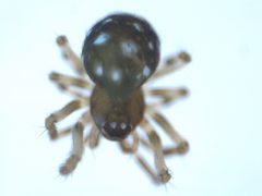 Microdipoena guttata by M. Alex Smith, Centre for Biodiversity Genomics. Used under a CC BY-SA 3.0 license.