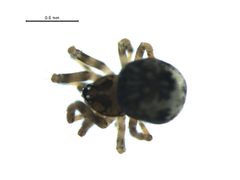 Trogloneta paradoxa 1 by G. Blagoev, Centre for Biodiversity Genomics. Used under a CC BY-SA 3.0 license.