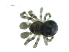 Trogloneta paradoxa 2 by G. Blagoev, Centre for Biodiversity Genomics. Used under a CC BY-SA 3.0 license.