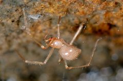 Eidmannella pallida by Marshal Hedin. Used under a CC BY 2.0 license.