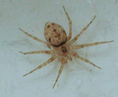 Oecobius annulipes by Mike. Used under a CC BY-SA 3.0 license.