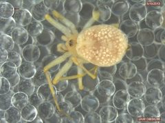 Oecobius cellariorum by Derek Sikes, University of Alaska Museum. Used under a CC BY 3.0 license.