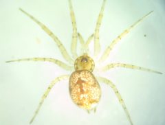 Oecobius maculatus femelle face dorsale by Skithéo. Used under a CC BY-SA 4.0 license.