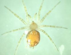 Oecobius maculatus femelle face ventrale by Skithéo. Used under a CC BY-SA 4.0 license.