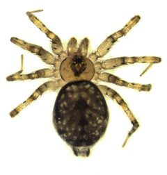 Oecobius navus by S.E. Thorpe. Used under a Public domain license.