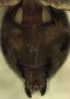 Oecobius navus female by S.E. Thorpe. Used under a Public domain license.