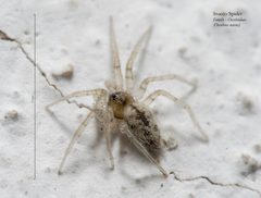 Stucco spider 02 by Kamran Iftikhar (Kamranki at en.wikipedia; kamranki@gmail.com). Used under a CC BY-SA 3.0 license.