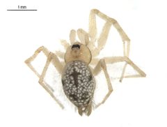 Oecobius putus by G. Blagoev, Centre for Biodiversity Genomics. Used under a CC BY-SA 3.0 license.