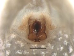 Oecobius putus epigyne by G. Blagoev, Centre for Biodiversity Genomics. Used under a CC BY-SA 3.0 license.
