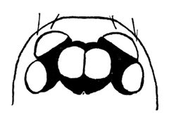 Heteroonops spinimanus eyes by Arthur M. Chickering. Used under a CC0 license.