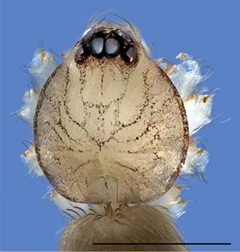 Tapinesthis inermis 2.B by Arnaud Henrard, Rudy Jocqué, Barbara C. Baehr. Used under a CC BY 3.0 license.