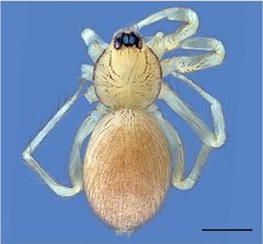 Tapinesthis inermis 2.D by Arnaud Henrard, Rudy Jocqué, Barbara C. Baehr. Used under a CC BY 3.0 license.