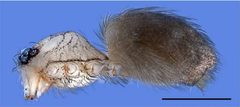 Tapinesthis inermis 2.E by Arnaud Henrard, Rudy Jocqué, Barbara C. Baehr. Used under a CC BY 3.0 license.