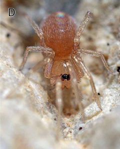 Tapinesthis inermis female D by Arnaud Henrard, Rudy Jocqué, Barbara C. Baehr. Used under a CC BY 3.0 license.