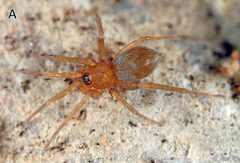 Tapinesthis inermis male A by Arnaud Henrard, Rudy Jocqué, Barbara C. Baehr. Used under a CC BY 3.0 license.