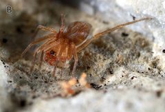 Tapinesthis inermis male B by Arnaud Henrard, Rudy Jocqué, Barbara C. Baehr. Used under a CC BY 3.0 license.