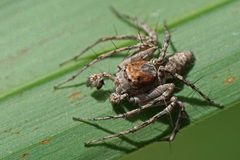 Bark Lynx Spider by Eridan Xharahi. Used under a CC BY 4.0 license.