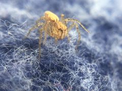 Oxyopes aglossus 255576990 by Matthew Lindsey. Used under a CC BY 4.0 license.