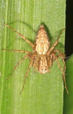 Oxyopes aglossus 9324358 by Judy Gallagher. Used under a CC BY-SA 4.0 license.