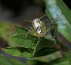 Oxyopes salticus P1200450a by 
xpda. Used under a CC BY-SA 4.0 license.