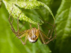 Oxyopes salticus female 02 by Kaldari. Used under a Public domain license.