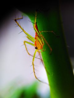 Oxyopes salticus spider 02 by Vidyut Gore. Used under a CC BY-SA 4.0 license.