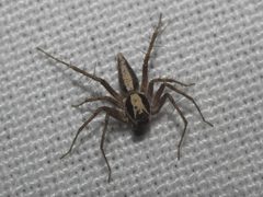 Oxyopes tridens by Juan Cruzado Cortés. Used under a CC BY-SA 4.0 license.