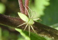 Peucetia longipalpis 13807248 by Francisco Farriols Sarabia. Used under a CC BY 4.0 license.