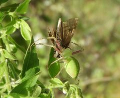 Peucetia longipalpis 58212457 by Francisco Farriols Sarabia. Used under a CC BY 4.0 license.