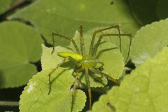 Peucetia longipalpis male by juancruzado. Used under a CC BY-SA 4.0 license.
