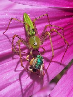 Agapostemon texanus killed by Peucetia viridans - iNaturalist 56389401 by ghazard. Used under a CC BY 4.0 license.