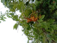 Green Lynx spider Vs Indian Yellow Paper Wasp 2 by Billjones94. Used under a CC BY-SA 4.0 license.