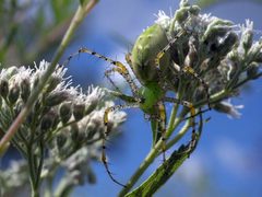 Peucetia viridans P1290813b by 
xpda. Used under a CC BY-SA 4.0 license.