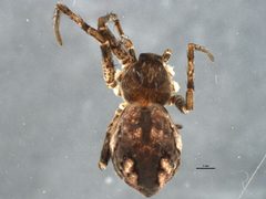 Apollophanes margareta 1 by CBG Photography Group, Centre for Biodiversity Genomics. Used under a CC0 license.