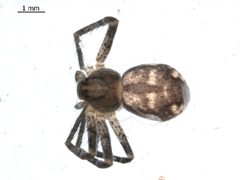 Apollophanes margareta 2 by Gergin Blagoev 2010, Unspecified. Used under a CC0 license.
