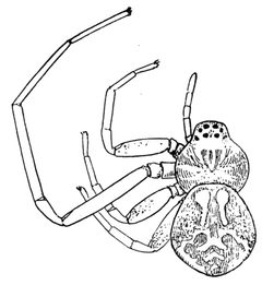 Common Spiders U.S. 111 by James Henry Emerton (1847 – 1931). Used under a Public domain license.